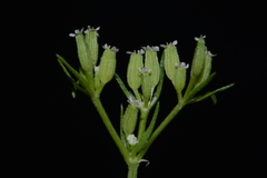 Ammoselinum popei