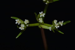 Ammoselinum popei