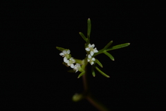 Ammoselinum popei