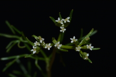 Ammoselinum popei