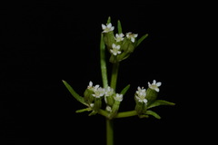 Ammoselinum popei