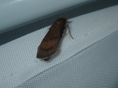 Lambula obliquilinea