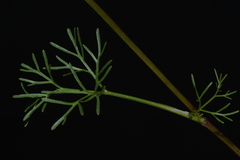 Ammoselinum popei
