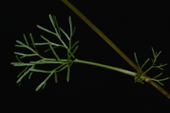 Ammoselinum popei