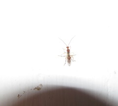 Meteorus pulchricornis