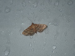 Nacoleia rhoeoalis