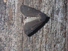 Euxoa velleripennis