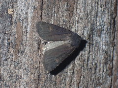 Euxoa velleripennis