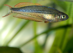 Rhadinocentrus ornatus