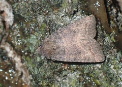 Protorthodes incincta