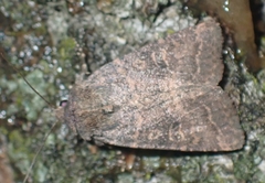 Protorthodes incincta