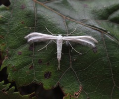 Pterophorus monospilalis