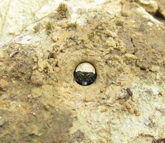 Neocicindela latecincta