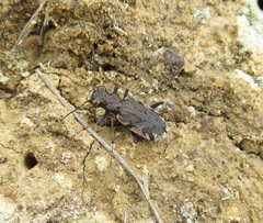 Neocicindela garnerae