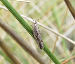 Strepsicrates ejectana