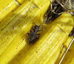 Neocicindela garnerae