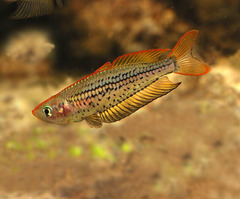 Rhadinocentrus ornatus