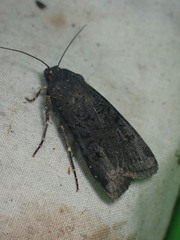 Euxoa velleripennis