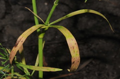 Cynosciadium digitatum