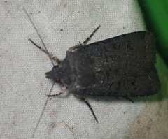 Euxoa velleripennis