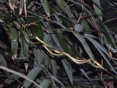 Dendrelaphis