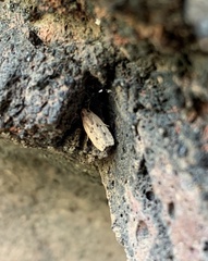 Stoeberhinus testaceus