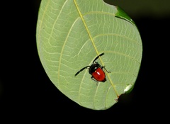 Chrysocoris eques