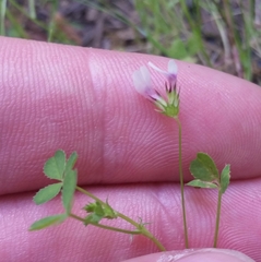 Trifolium variegatum geminiflorum