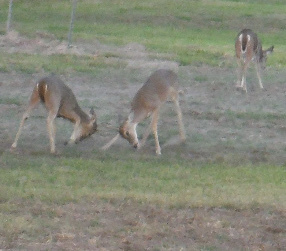 White-tailed Deer from Aransas National Wildlife Refuge, Rockport, TX ...