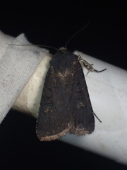 Euxoa velleripennis