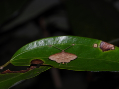 Tochara