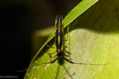 Dictyopsocus pennicornis