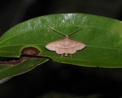 Tochara