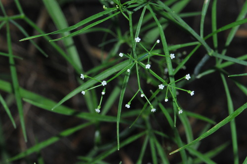 Image of Cynosciadium digitatum by (c) Brian Finzel, some rights reserved (CC BY-SA)