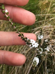 Epacris gunnii