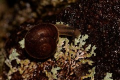 Austrochloritis wollemiensis