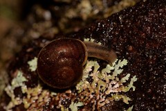 Austrochloritis wollemiensis