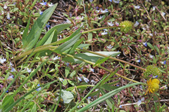 Ranunculus alismifolius montanus