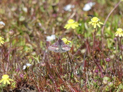 Schinia pulchripennis