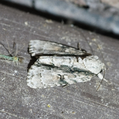 Acronicta connecta