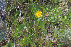 Ranunculus alismifolius montanus