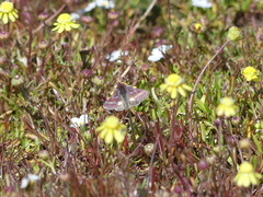 Schinia pulchripennis