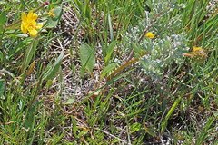 Ranunculus alismifolius montanus
