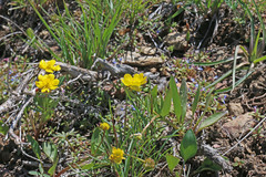 Ranunculus alismifolius montanus