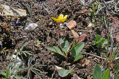 Ranunculus alismifolius montanus