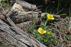 Ranunculus alismifolius montanus