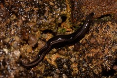 Platydemus victoriae