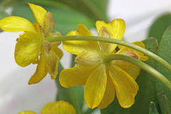 Ranunculus alismifolius montanus