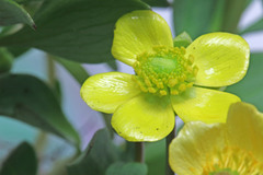 Ranunculus alismifolius montanus