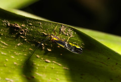 Dictyopsocus pennicornis